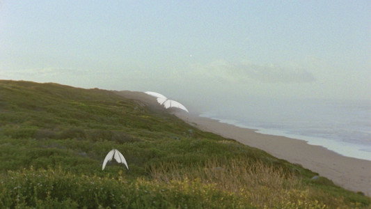 Reel #1: Surfing with Butterflies