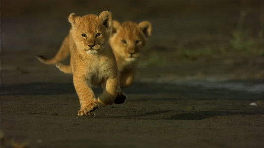 Africa's Predator Zones