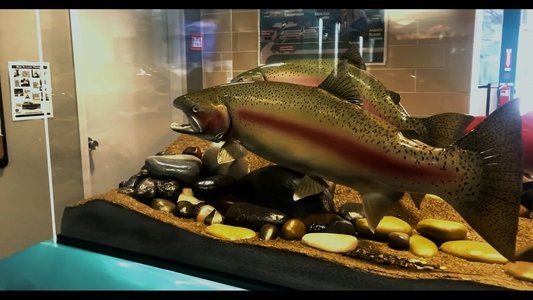 The Snake and the Whale