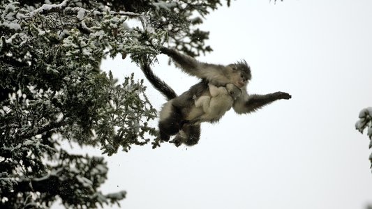 Rare Survivors: China's Iconic Wildlife