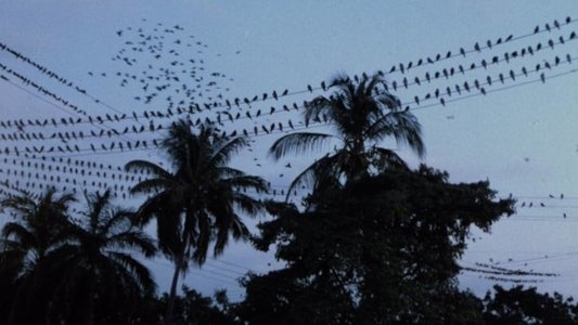 El ataque de los pájaros