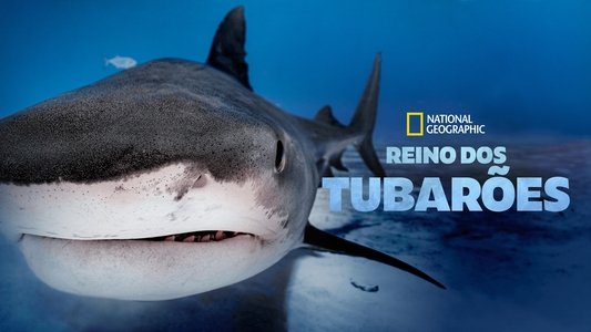 Big Sharks Rule