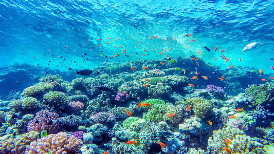 Africa's Underwater Wonders