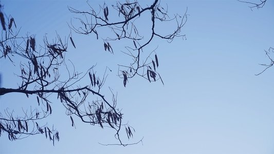 The Leaf Covered in Hoarfrost