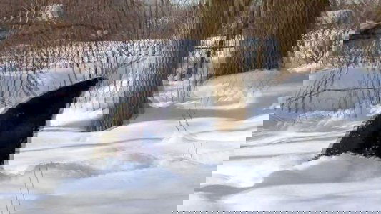 Snow Shark: Ancient Snow Beast