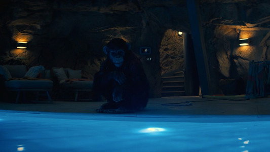 Primate
