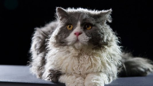 The Story of Cats