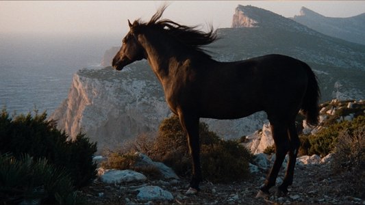 The Black Stallion