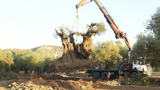 El Olivo