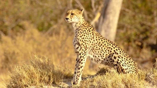 Serengeti Speed Queen