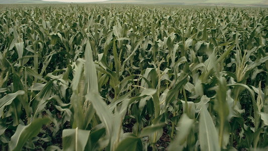 Interstellar