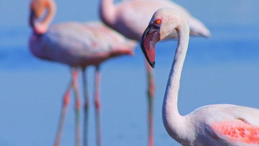 Weird, Wild, and Wonderful