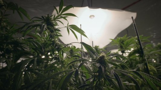 Cannabis illégal