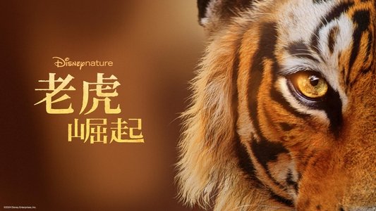 Tigers on the Rise