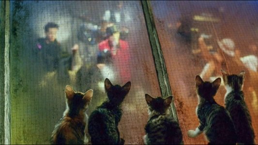 公園通りの猫たち