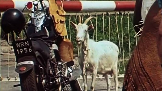 Jak się pozbyć czarnego kota?