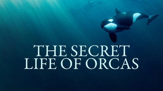 Orcas - Life in Black and White