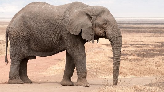 Africa's Elephant Kingdom