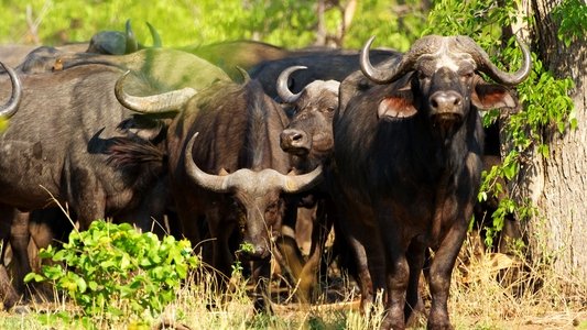 Blood Rivals: Lion vs Buffalo