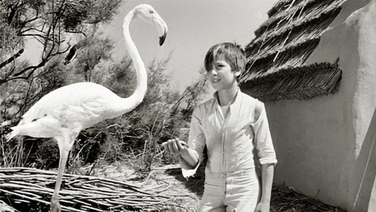 Crin blanc: Le cheval sauvage