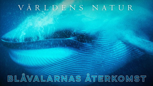 Blue Whales: Return of the Giants