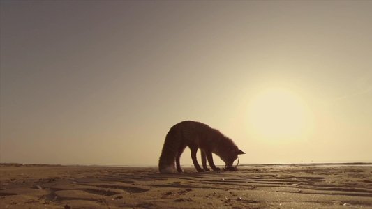 Wild Venice