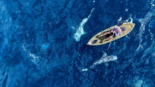Jaws vs. Boats