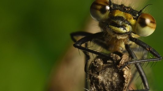 Micro Monsters with David Attenborough