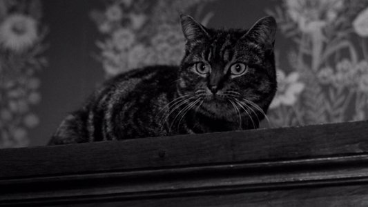The Shadow of the Cat