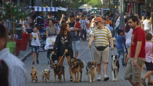 Siete perros
