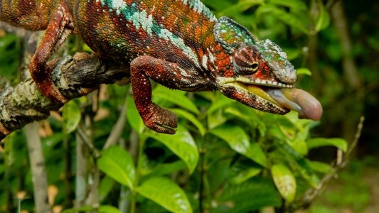 Madagascar's Weirdest