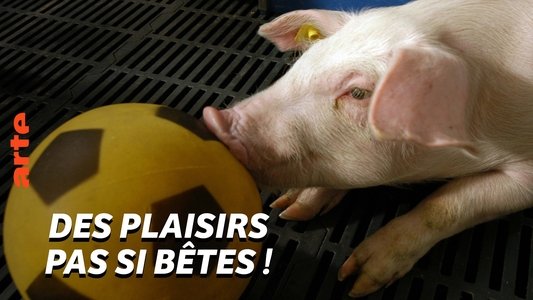 Des plaisirs pas si bêtes
