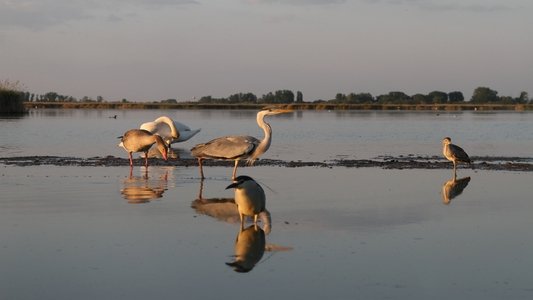 A Láthatatlan Madárfotós