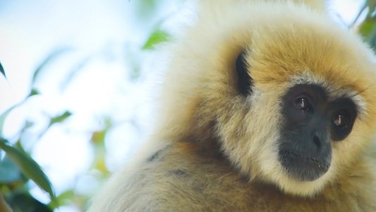 Thailand's Wild Side