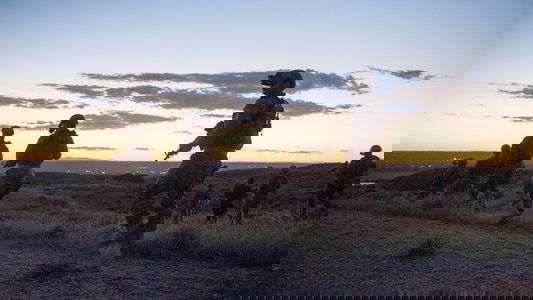 Sicario