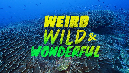 Weird, Wild, and Wonderful