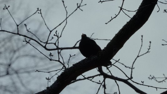 Die Amsel auf dem Ast