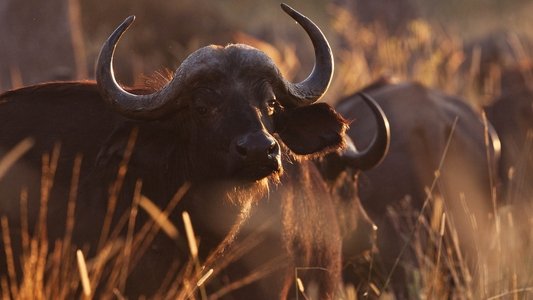 Wild Botswana