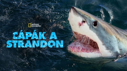 When Sharks Attack
