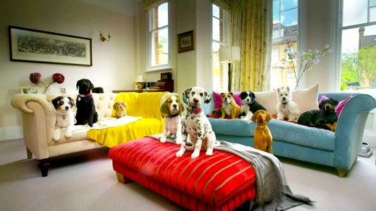 10 Puppies and Us