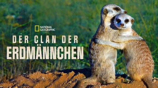 Clan of the Meerkat