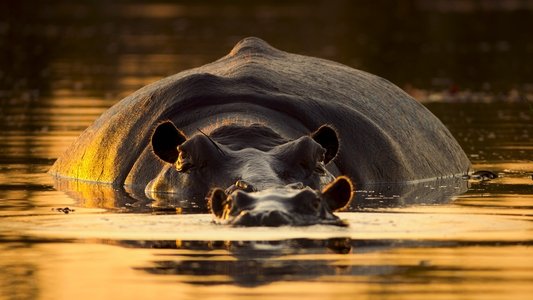 Big Beasts