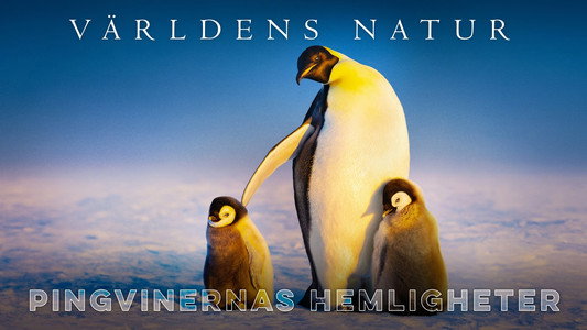 Secrets of the Penguins