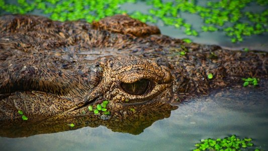 Crocodiles Revealed