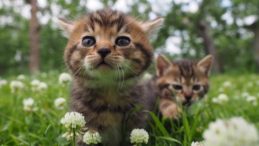 岩合光昭の世界ネコ歩き