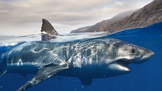 Les requins, maîtres des profondeurs