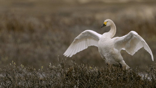 Swans: Mystery of the Missing