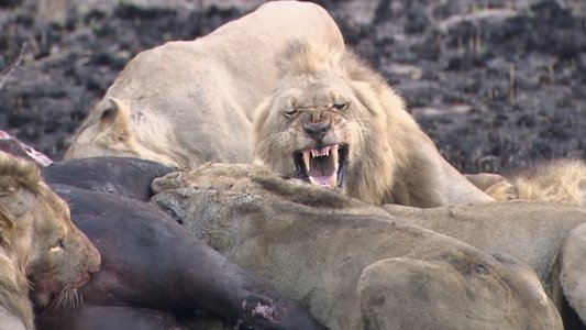 Predators in Peril