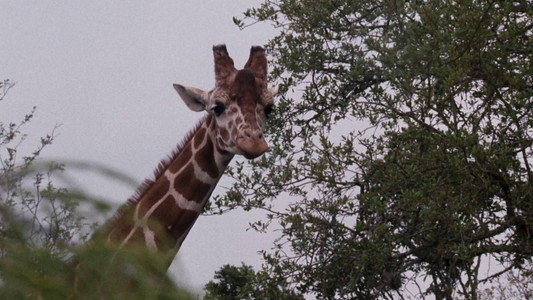 Ace Ventura: When Nature Calls