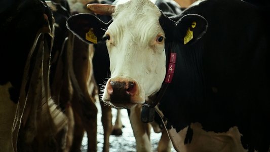 Das System Milch